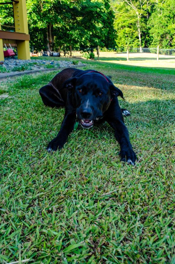 Homestead Redlynch Pet And Family Friendly Bed & Breakfast