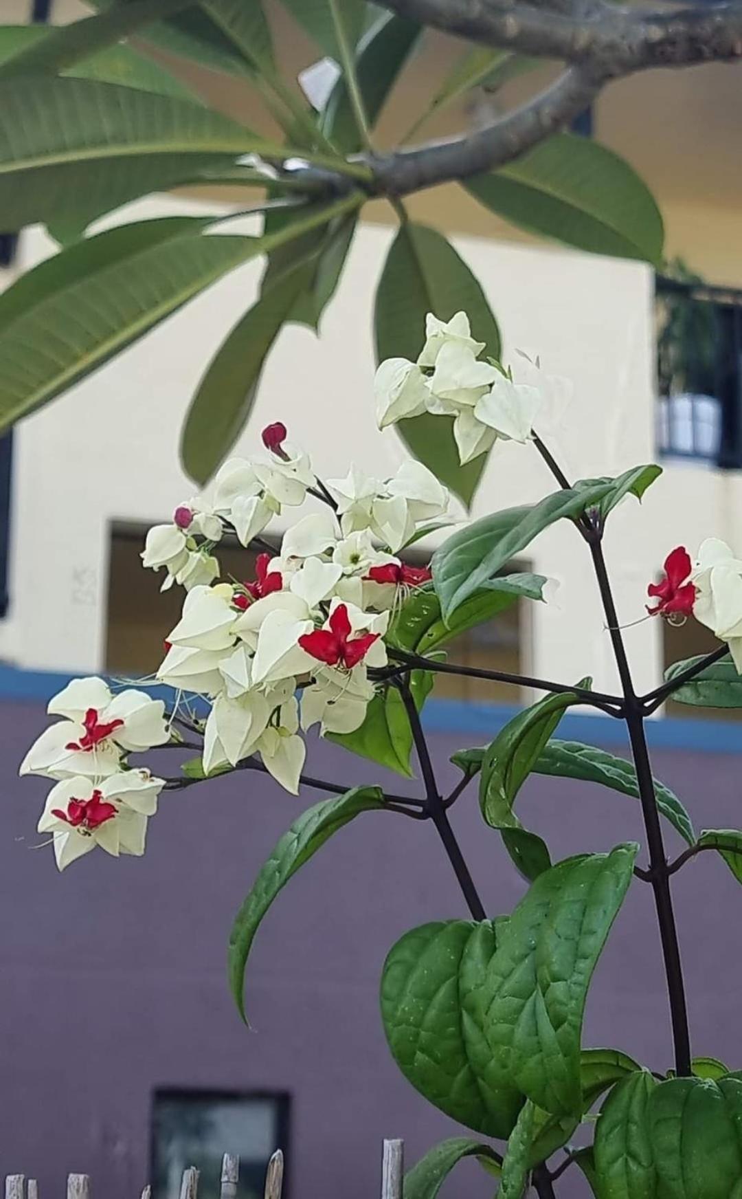 Jds Tropical