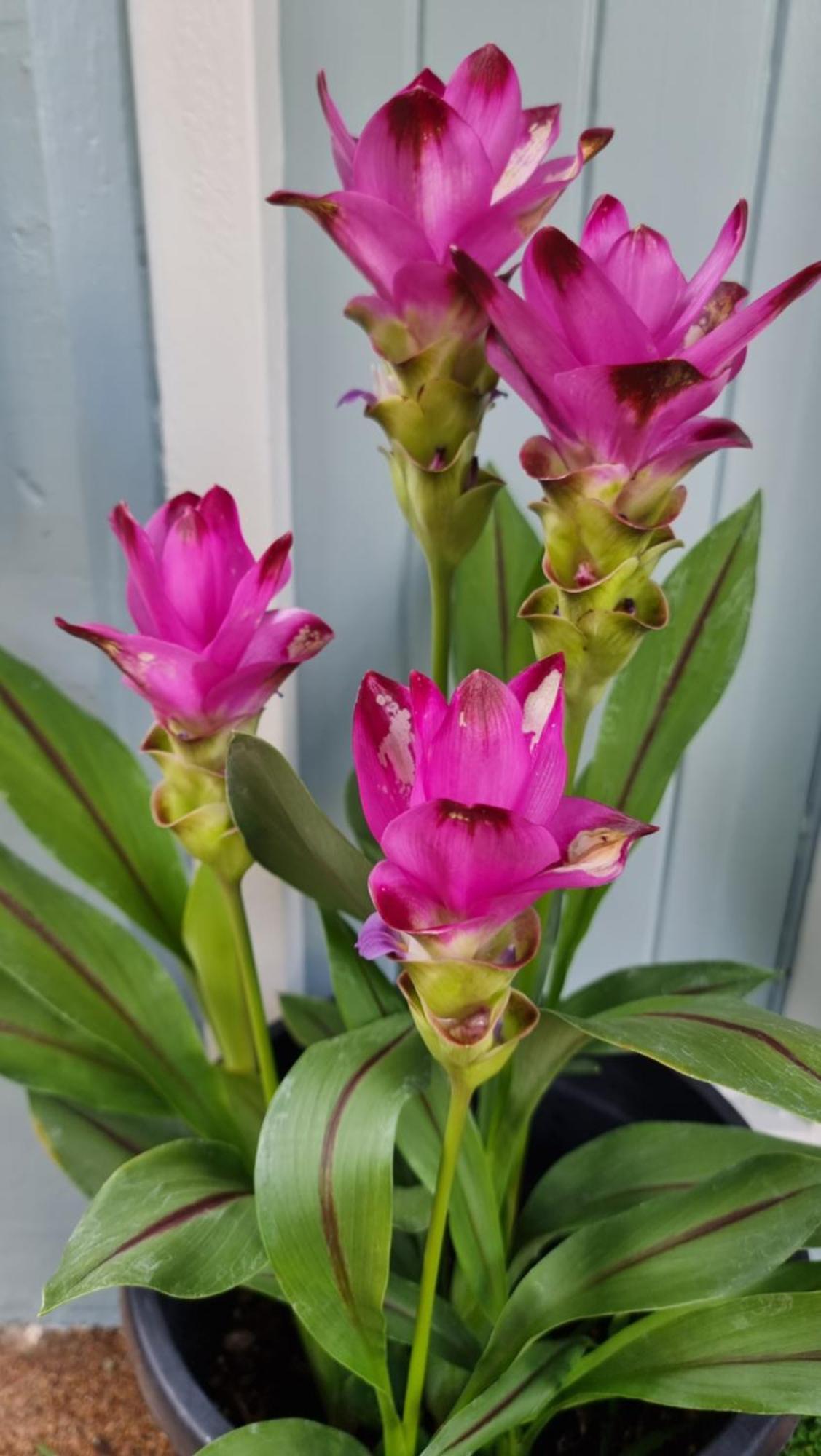 Căn hộ Jds Tropical *