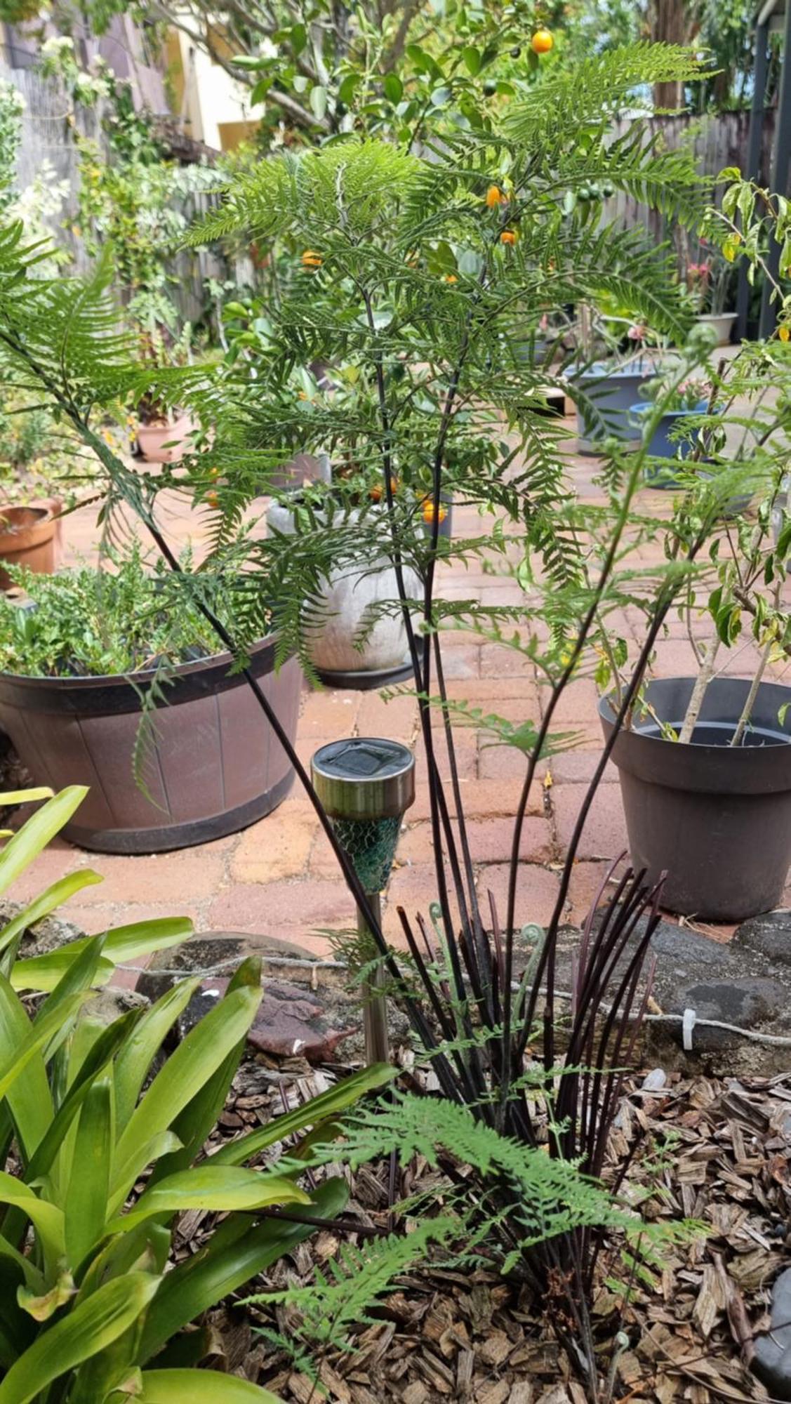 Căn hộ Jds Tropical Cairns