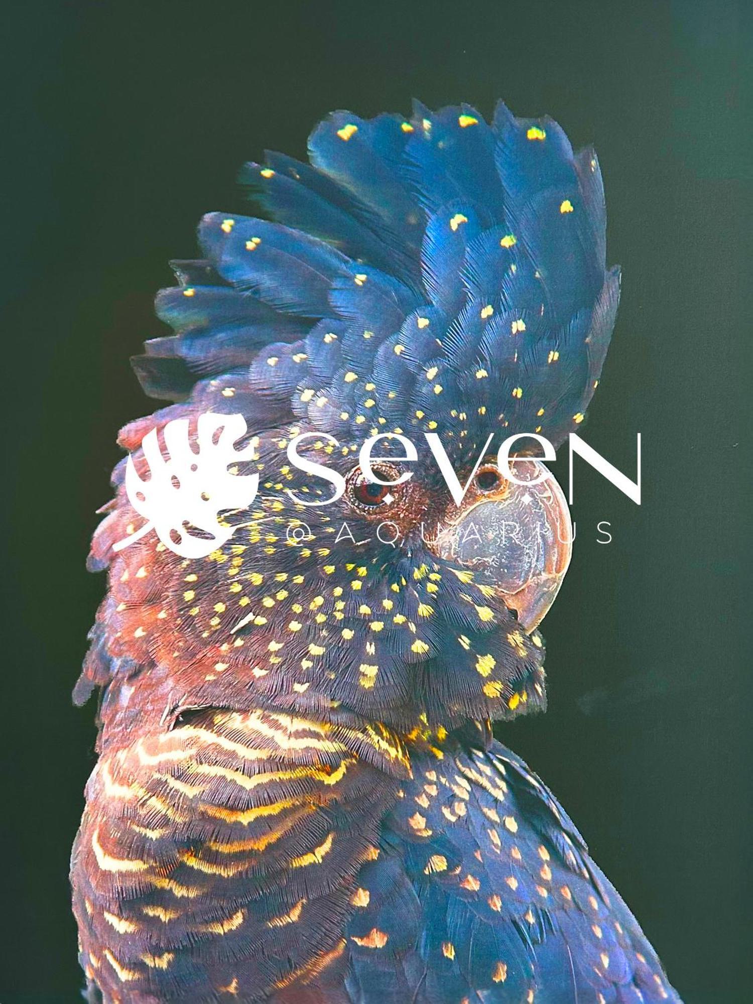 Seven @aquarius Apartment *