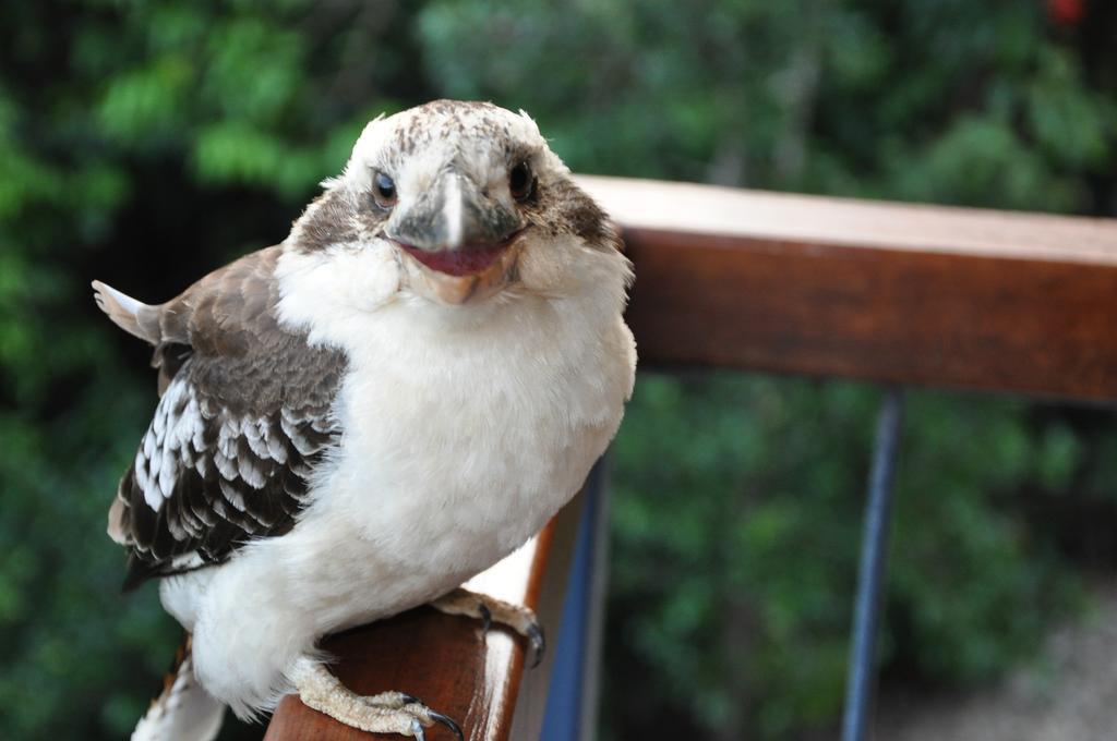 Kookas Bed & Breakfast