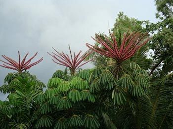 Khách sạn hẻo lánh Palms At Trinity Cairns