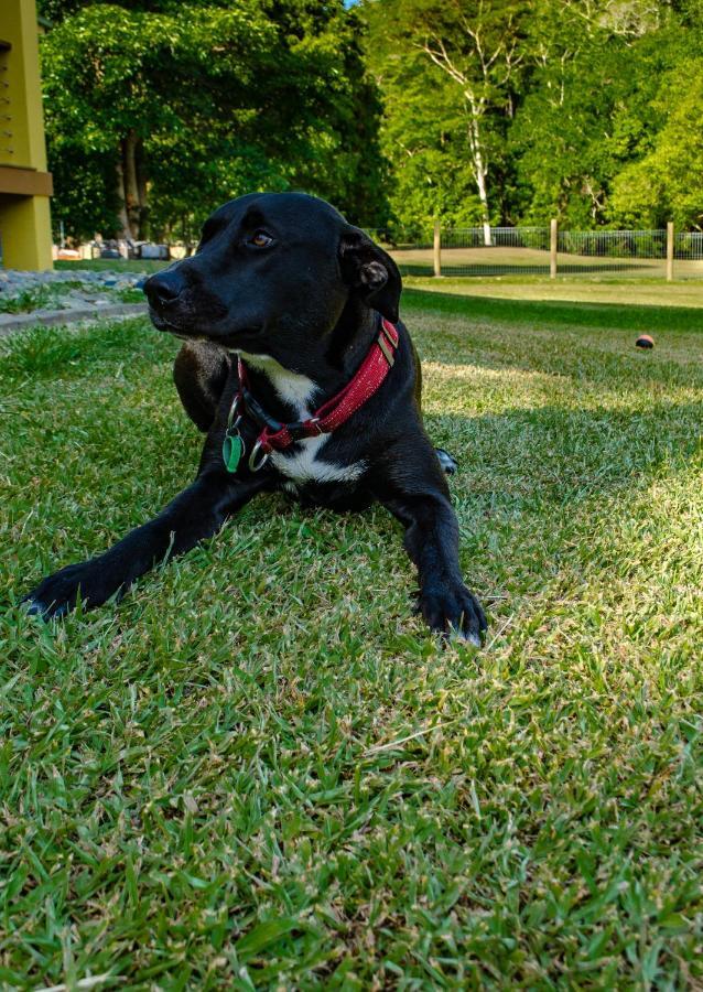 Homestead Redlynch Pet And Family Friendly Acomodação com café da manhã  Cairns